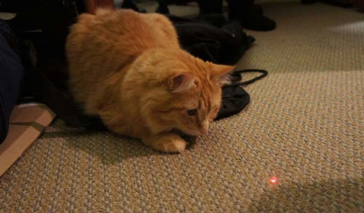 laserpen voor katten