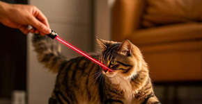 Katten spelen graag met laserpennen