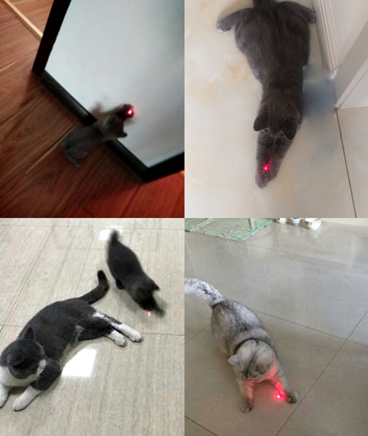 laserlampje voor katten